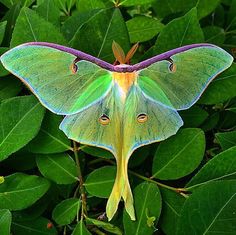 a large green and yellow moth sitting on top of a lush green leafy plant