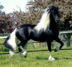 a black and white horse is running in the grass