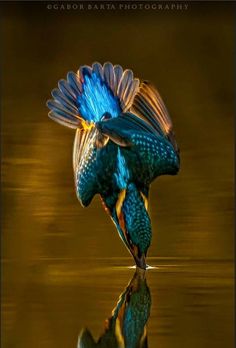 a colorful bird with its wings spread is reflected in the water