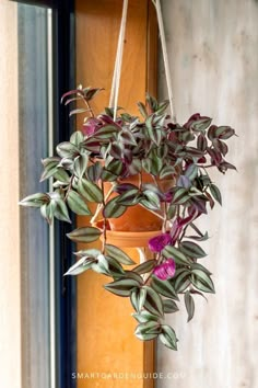 a hanging potted plant with purple flowers and green leaves in front of a window