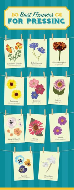 the best flowers for pressing on clothes pegs with pictures hanging from them to dry