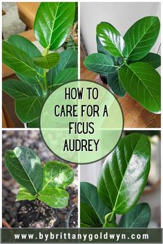 how to care for a ficus audrey plant in the garden or patio