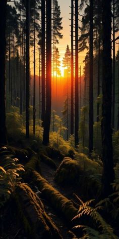 the sun is setting in the forest with tall trees