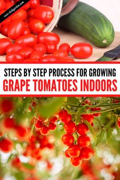 tomatoes and cucumbers are growing in the garden with text overlay that reads steps by step process for growing grape tomatoes indoors