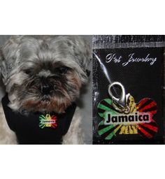 a small dog wearing a black shirt with the name jamaica on it