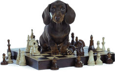 a dachshund dog sitting on top of a chess board surrounded by pieces