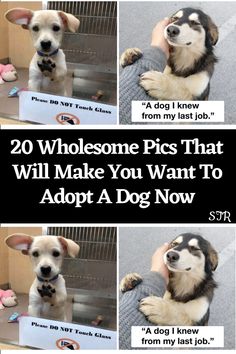 two dogs are being held up by their owner and the caption reads, 20 wholesome pics that will make you want to adopt a dog now