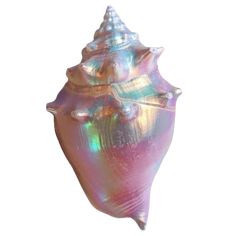 an iridescent shell is shown against a white background