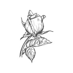 a black and white drawing of a rose