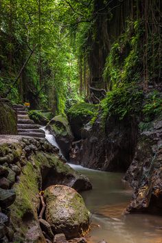 a small stream running through a lush green forest filled with lots of trees and rocks