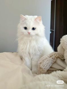 a white cat sitting on top of a bed next to a teddy bear