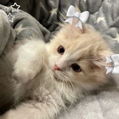 a white kitten laying on top of a blanket next to a star shaped hair clip