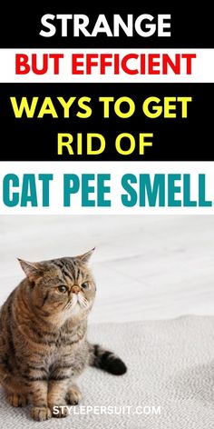 a cat sitting on top of a bed with the caption, strange but efficient ways to get rid of cat pee smell