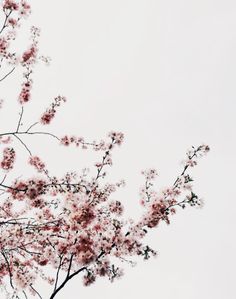 a tree with lots of pink flowers in the middle of it's branches on a cloudy day