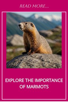 Marmot sitting on a rock with mountains in the background. Adorable Creatures, Different Cultures, In The Wild, The Meaning, Habitat, Good Luck, Meant To Be