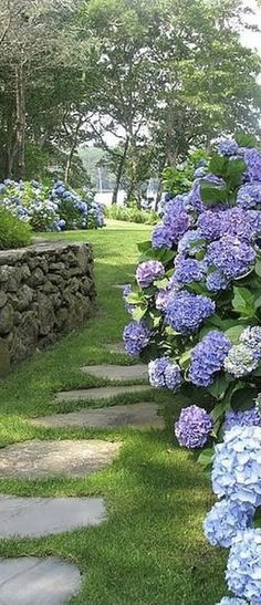 blue hydrangeas line the stone pathway in this garden