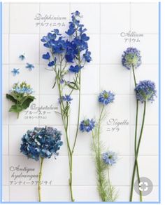 blue flowers are arranged on a white tile wall, with the names of each flower