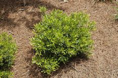 two small bushes in the middle of some dry grass