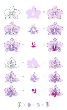 the different types of flowers are shown in this graphic style, including pink and purple orchids