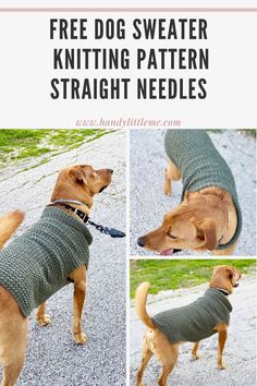 a dog wearing a sweater and leash with text overlay that says free dog sweater knitting pattern straight needles