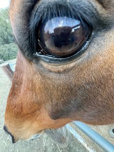 #horse #equestrian #fisheye Horse With Glasses, Horse Close Up, Horse Side Eye, Horse Pfp, Fish Lens, Funny Horse Memes, Funny Horse Pictures, Equestrian Aesthetic, Cute Horse Pictures