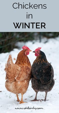 two chickens standing next to each other in the snow