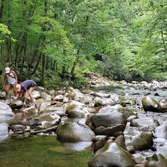 two people standing on rocks in the middle of a stream, with trees and rocks around them