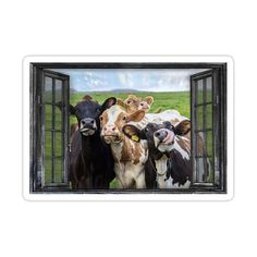 three cows standing in front of an open window with the sky and grass behind them