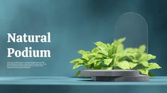 there is a potted plant in front of a mirror with the words natural podium on it