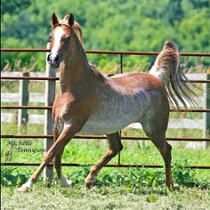 a brown and white horse standing in front of a fence