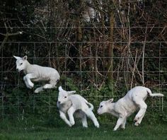 three baby lambs are running in the grass behind a wire fence with trees in the background