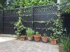 several potted plants in front of a black fence