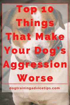 a dog with the words top 10 things that make your dog's aggression worse