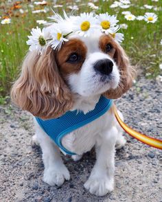 a brown and white dog with daisies on its head sitting in the gravel next to flowers