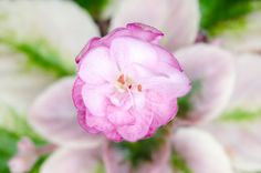 a pink flower with green leaves in the background