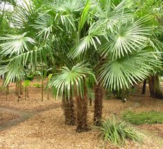 there are many palm trees in the park