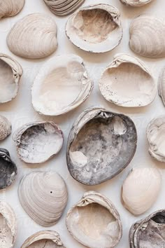 many different types of seashells on a white surface by jodi lenski for stocks & bond