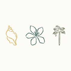 three different types of palm trees and seashells on a white background with text