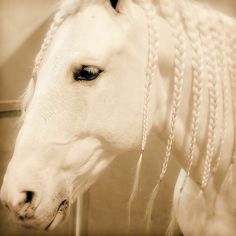 a white horse with braids on it's head