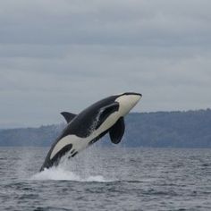 an orca jumping out of the water