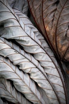 some very pretty looking leaves with brown and white lines on it's sides,