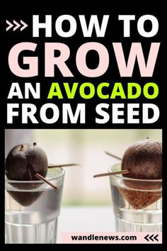 how to grow an avocado from seed in two glasses with text overlay reading how to grow an avocado from seed