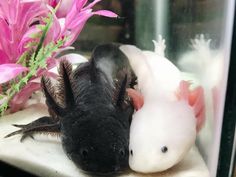 two black and white fish in an aquarium next to pink flowers