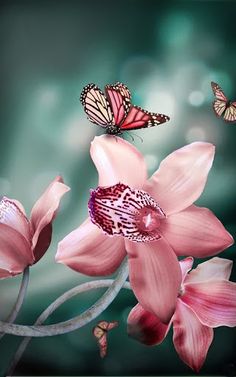 two butterflies flying over pink flowers with blurry background