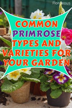 Primrose  Varieties Primula Vulgaris, Primrose Plant, Winter Flowers, Choose The Right, Gardening Tips, Soil