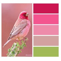 Bird Color Palette, Love Painting Canvas, Color Palette From Image, Colour Harmony, Color Theory Art, Pink Color Combination, Beauty Words, Color Design Inspiration, Color Palette Challenge