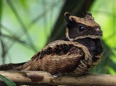 an owl sitting on top of a wooden branch