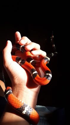 a hand holding an orange and black snake