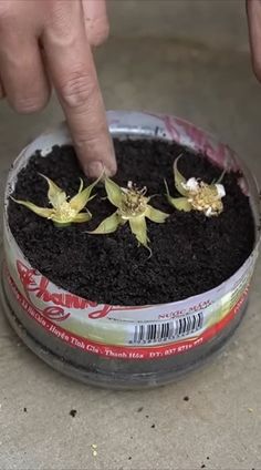 a person pointing at some flowers in a pot with dirt on the ground next to it