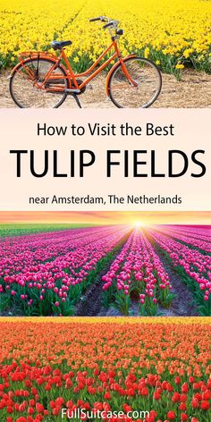 a bike parked in front of a field full of tulips with the words how to visit the best tulip fields near amsterdam, the netherlands